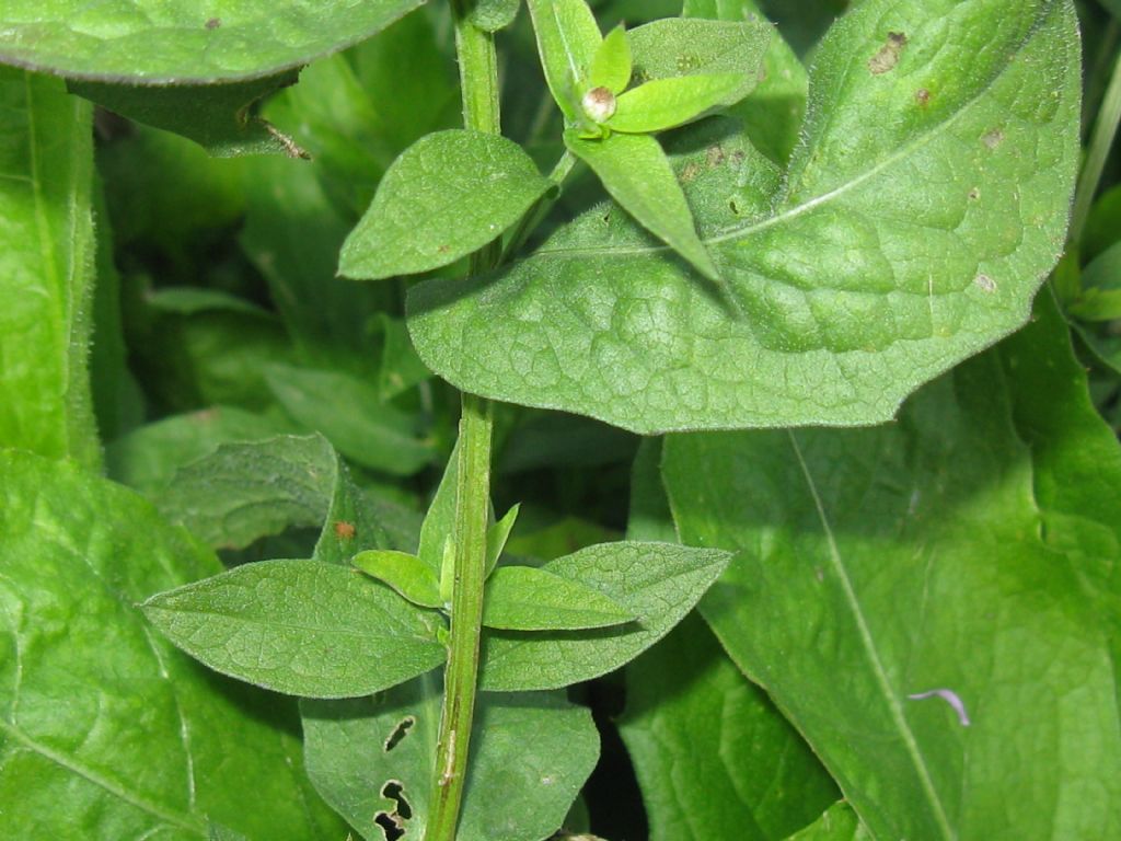 Centaurea nigrescens