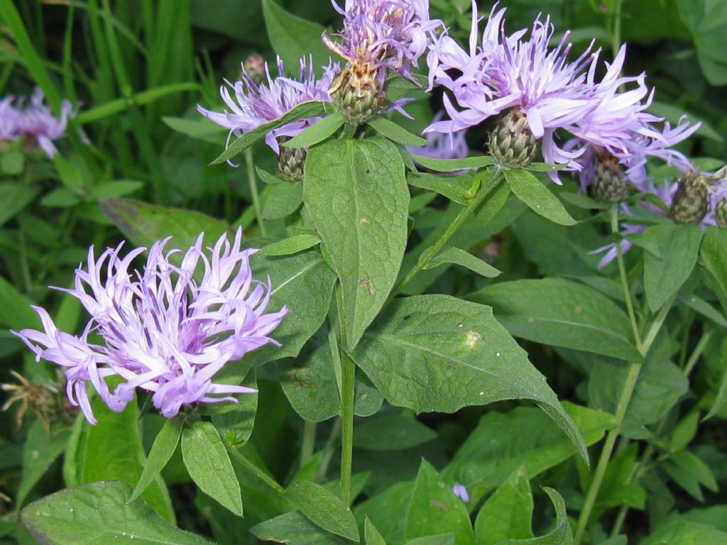 Centaurea nigrescens