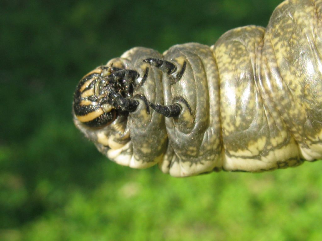 Bruco Agrius convolvuli, Sphingidae