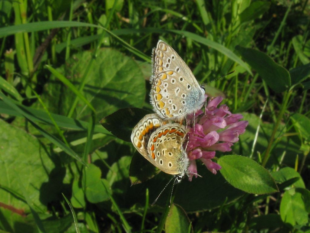 Polyommatus/Aricia?