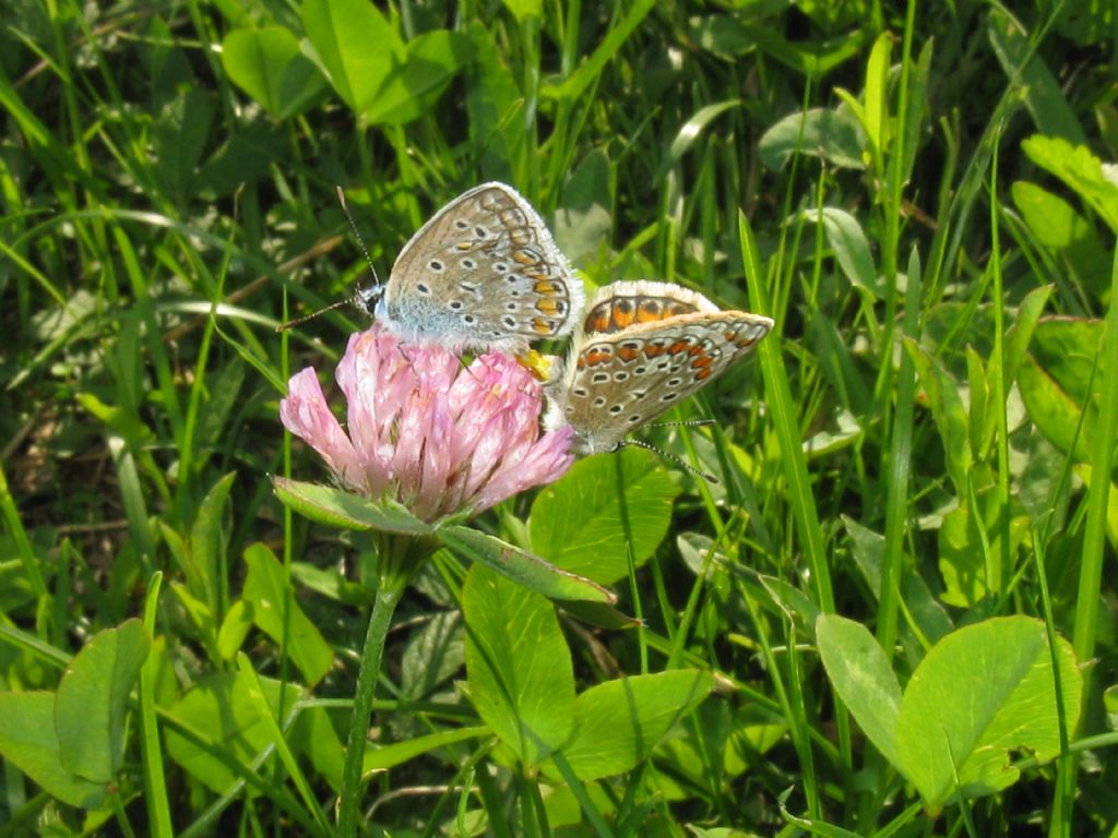 Polyommatus/Aricia?