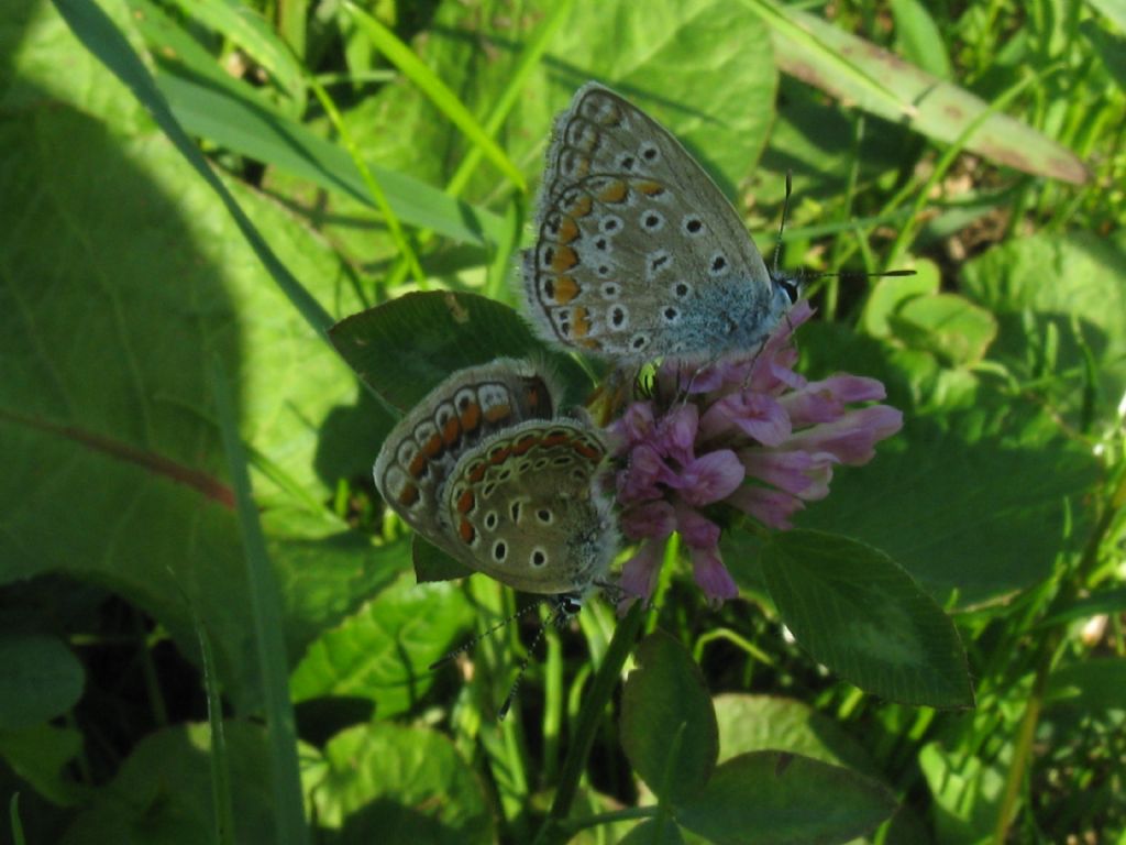 Polyommatus/Aricia?