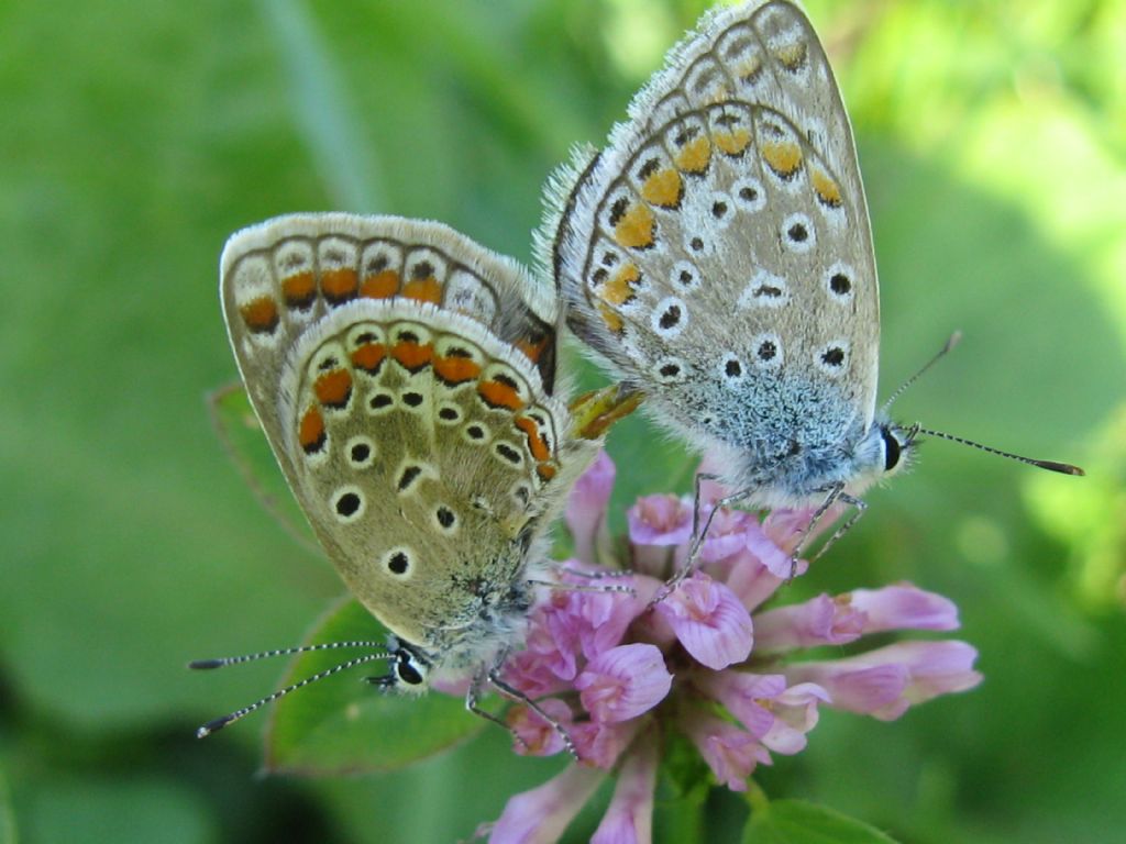 Polyommatus/Aricia?