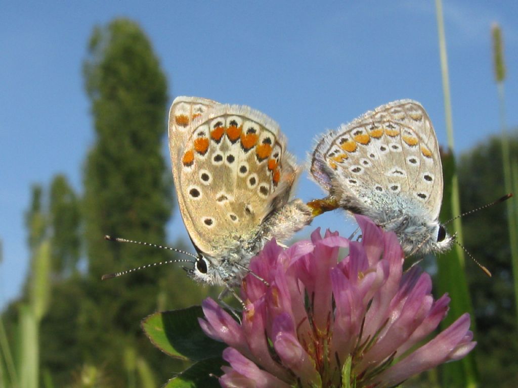 Polyommatus/Aricia?