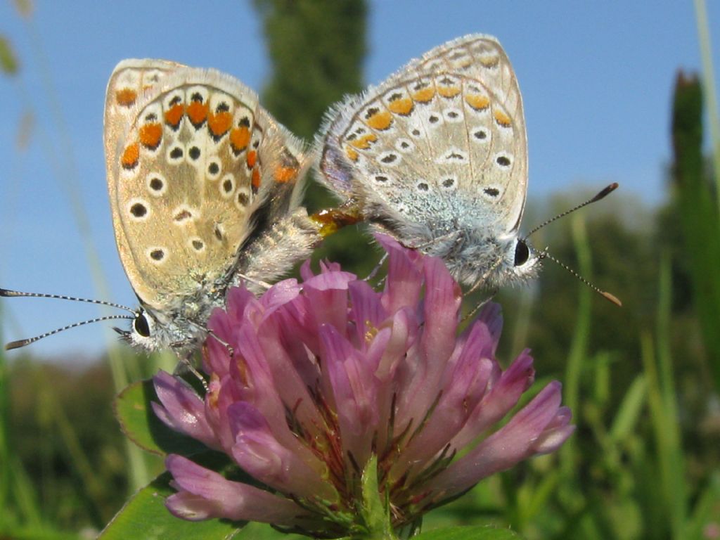 Polyommatus/Aricia?