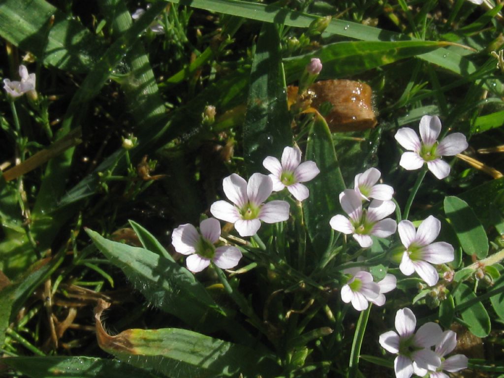 Petrorhagia saxifraga