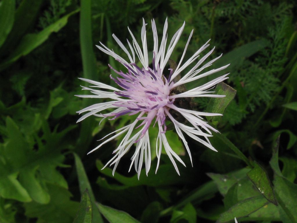 Centaurea nigrescens albina?