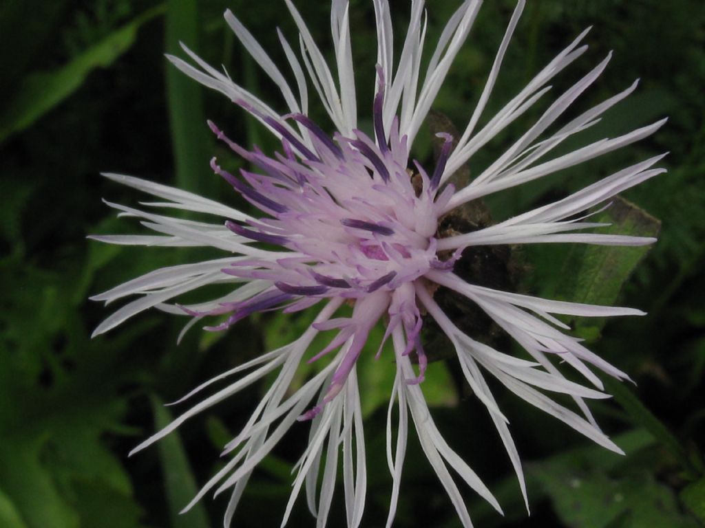 Centaurea nigrescens albina?