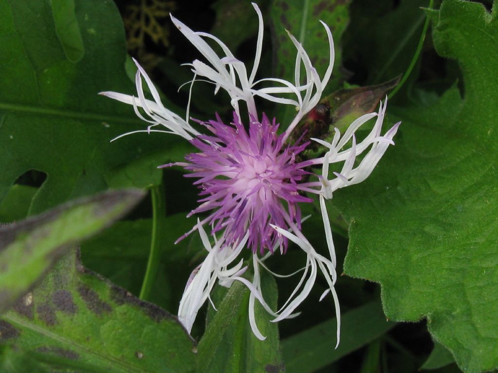 Centaurea nigrescens albina?