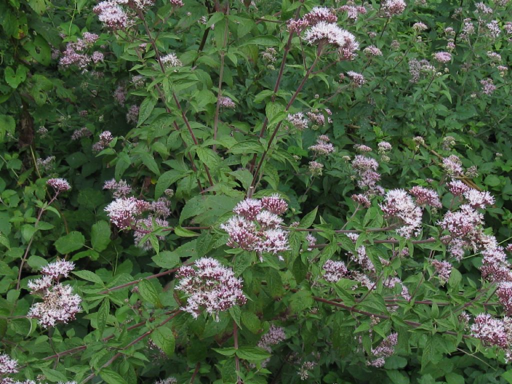 Eupatorium cannabinum