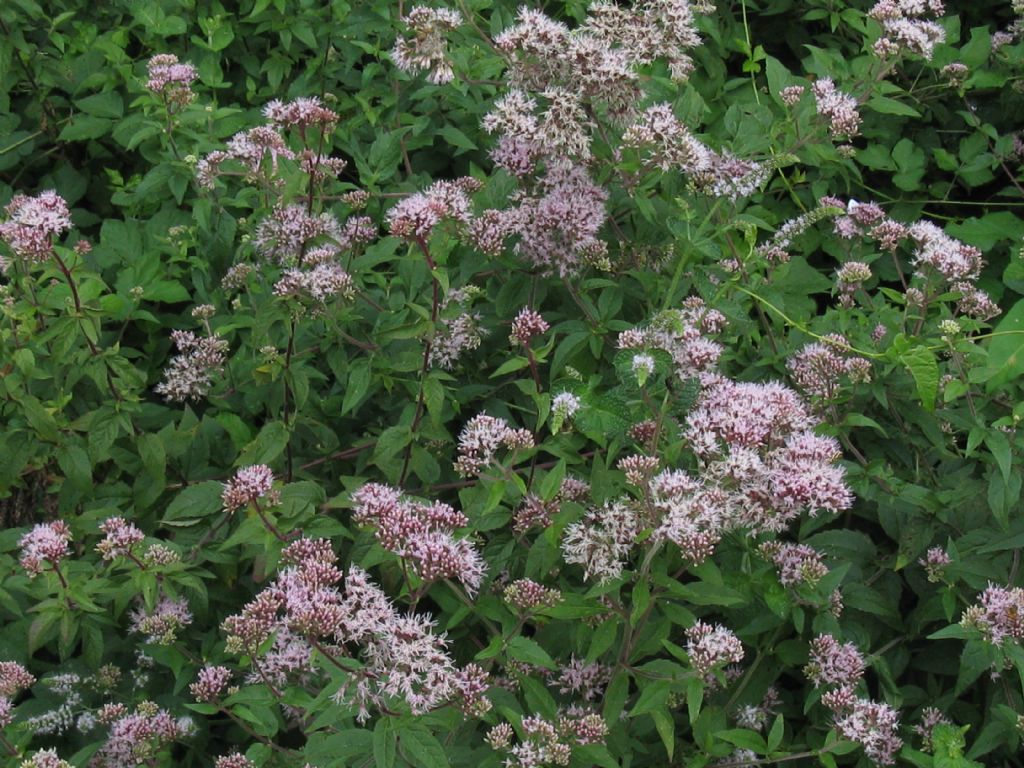 Eupatorium cannabinum