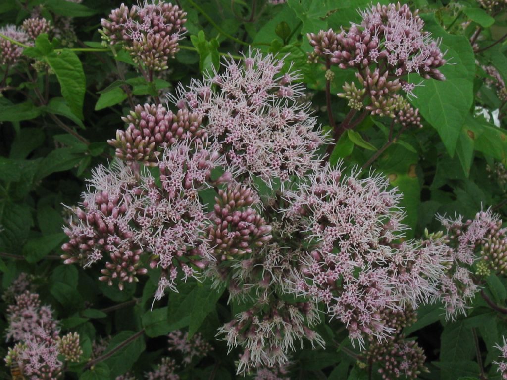 Eupatorium cannabinum