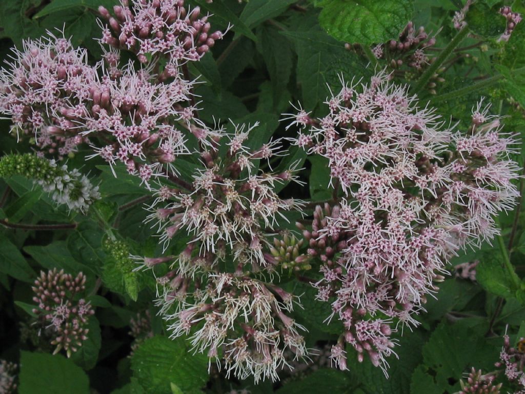 Eupatorium cannabinum