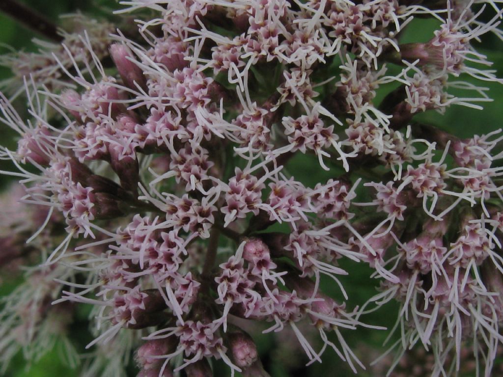 Eupatorium cannabinum