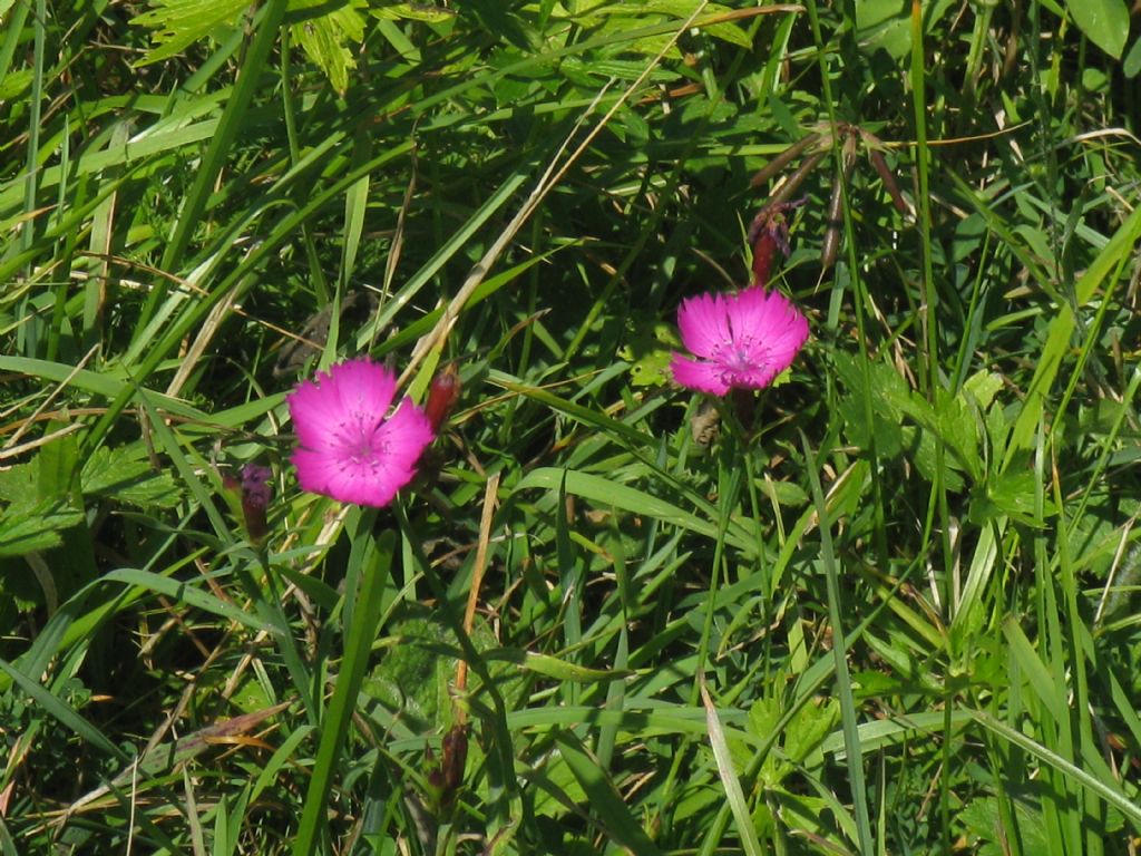 Dianthus pavonius?