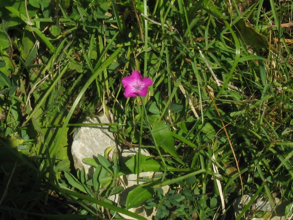 Dianthus pavonius?