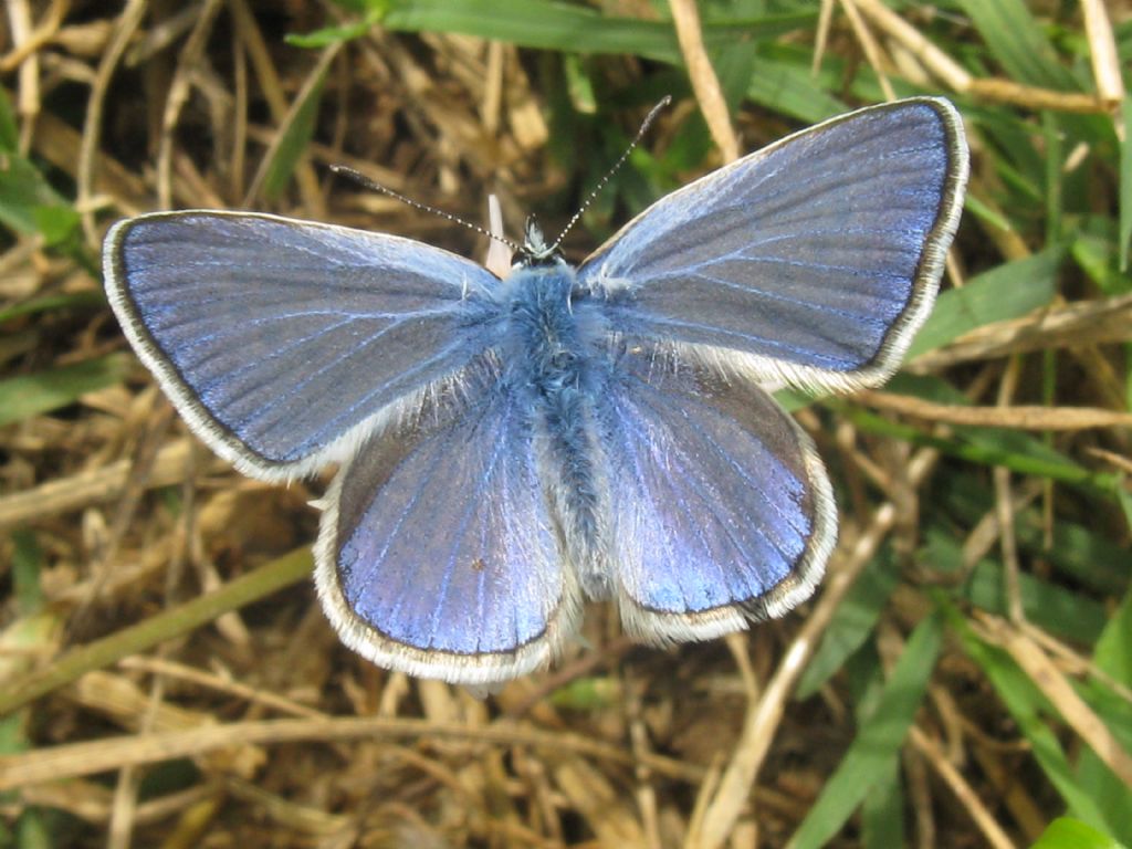 Polyommatus icarus:sesso?