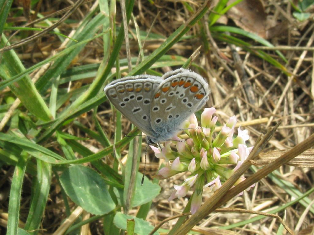 Polyommatus icarus:sesso?