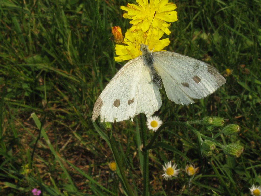 Pieris brassicae. No, femmina di Pieris rapae, Pieridae