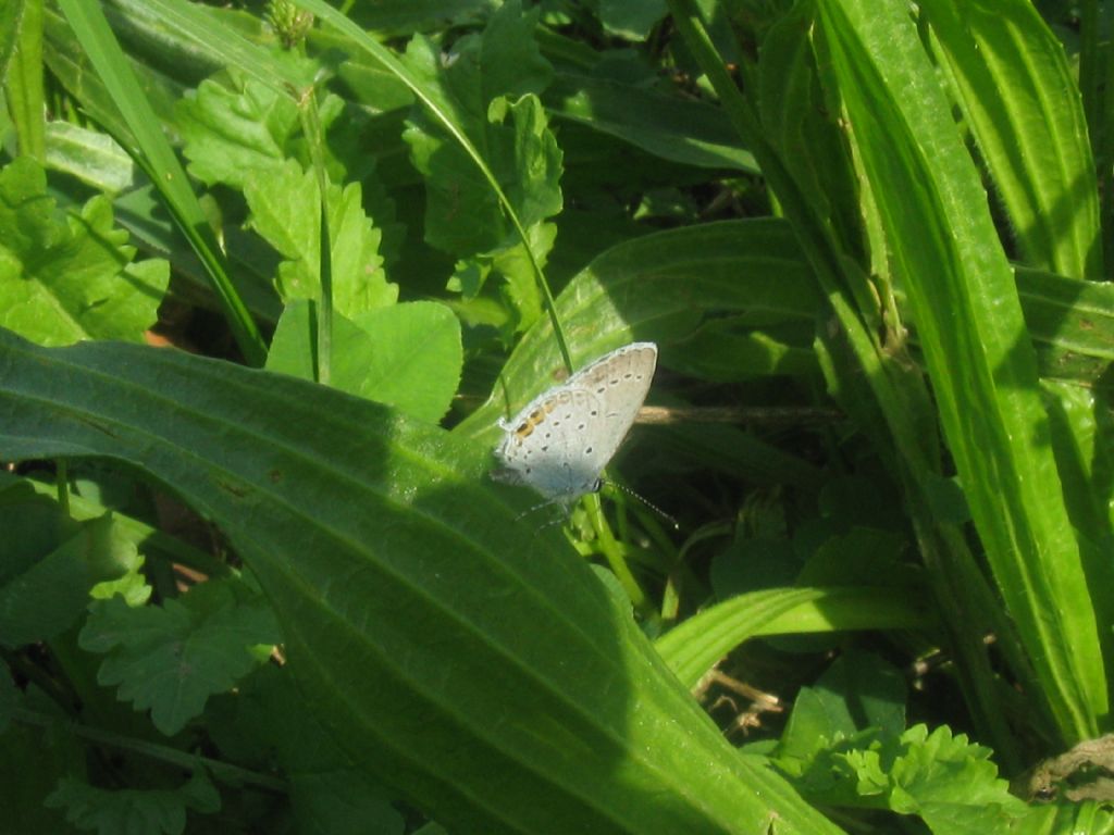 Polyommatus icarus:lezione di ...sesso