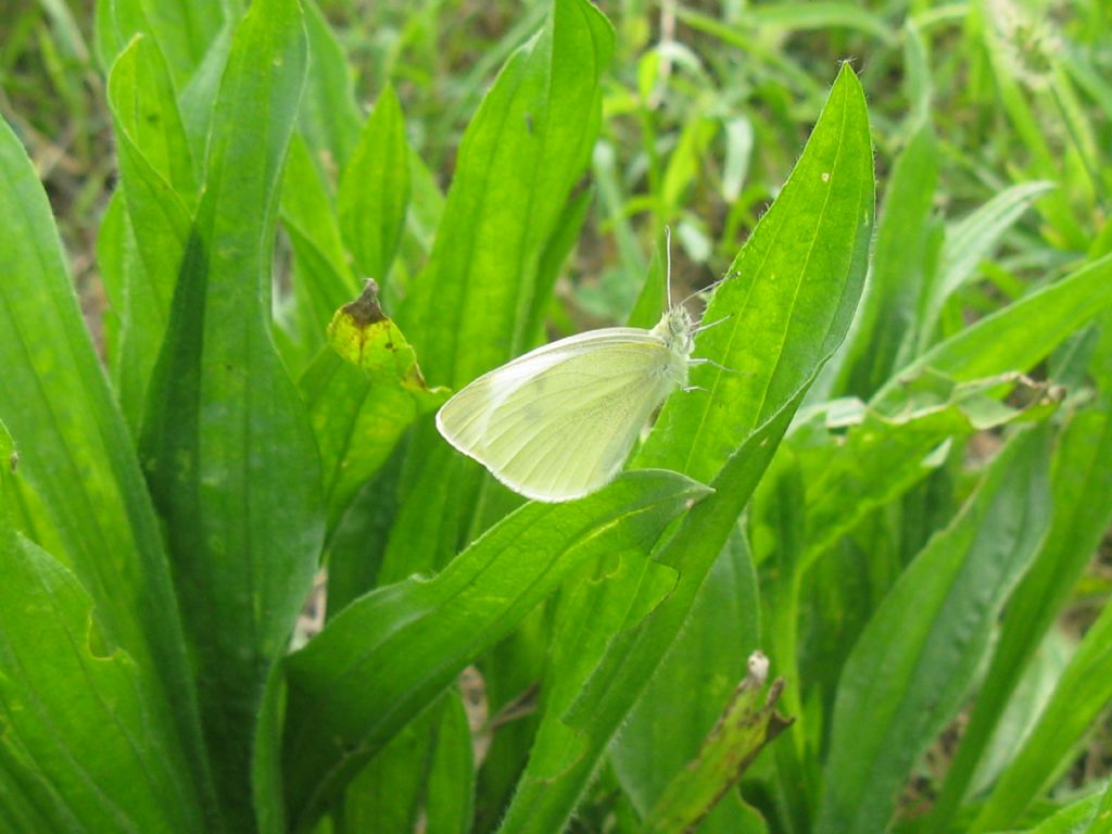 Pieris mannii femmina? No, P. rapae