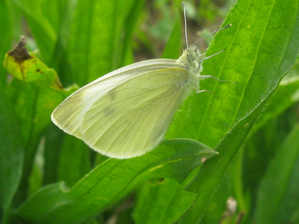 Pieris mannii femmina? No, P. rapae