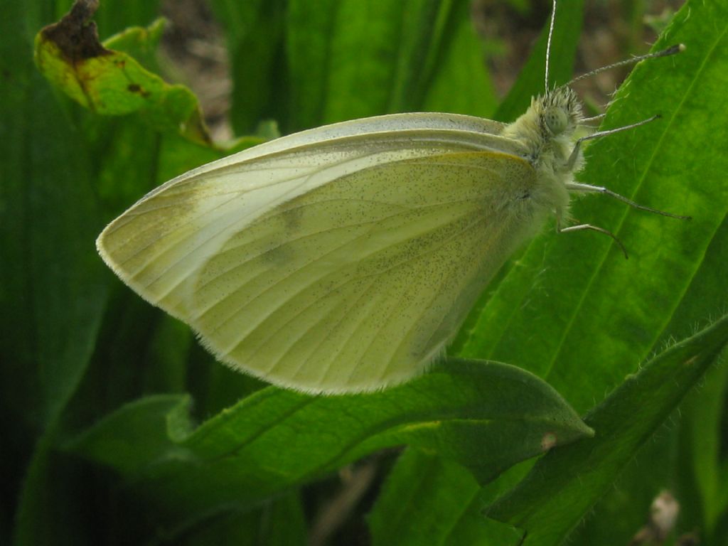 Pieris mannii femmina? No, P. rapae