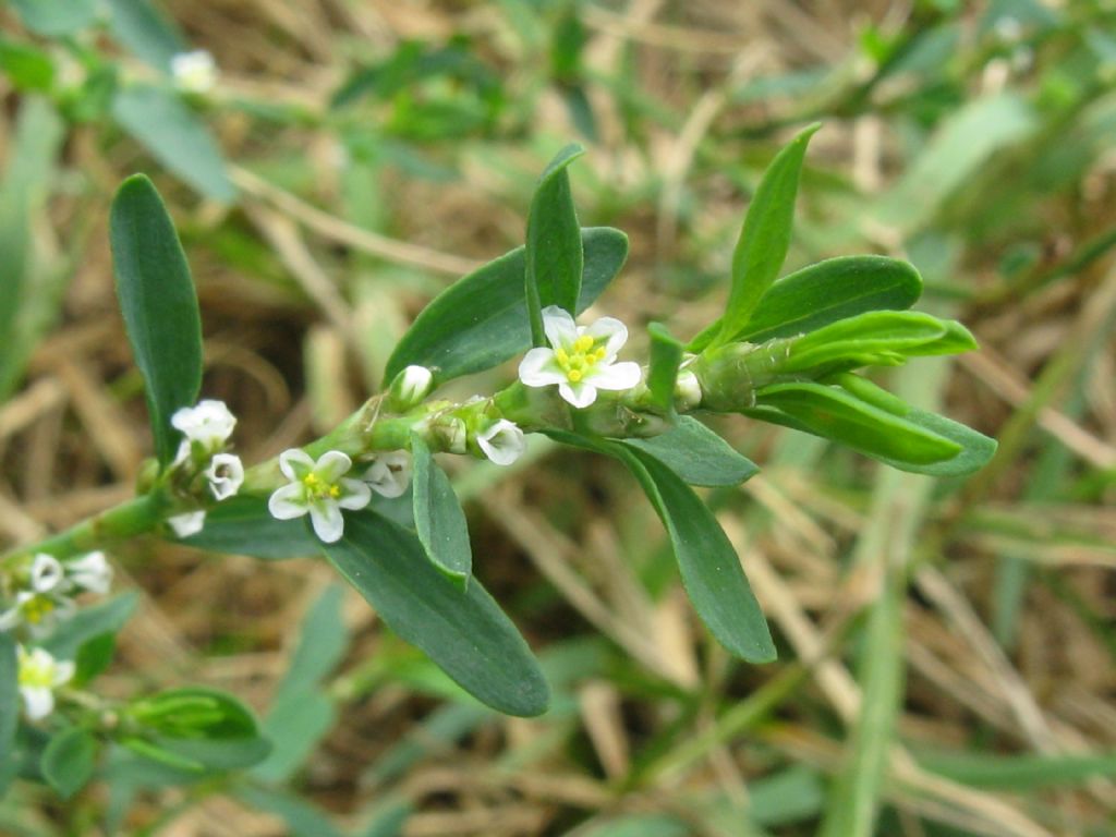 Polygonum aviculare?