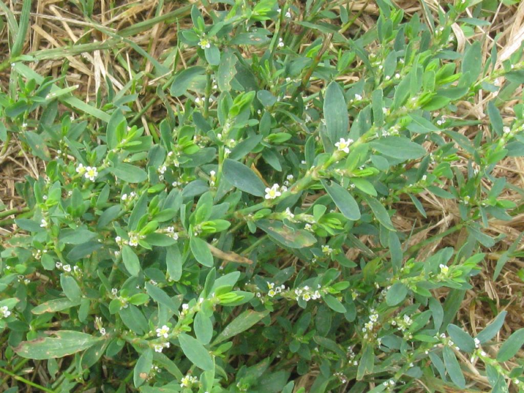 Polygonum aviculare?