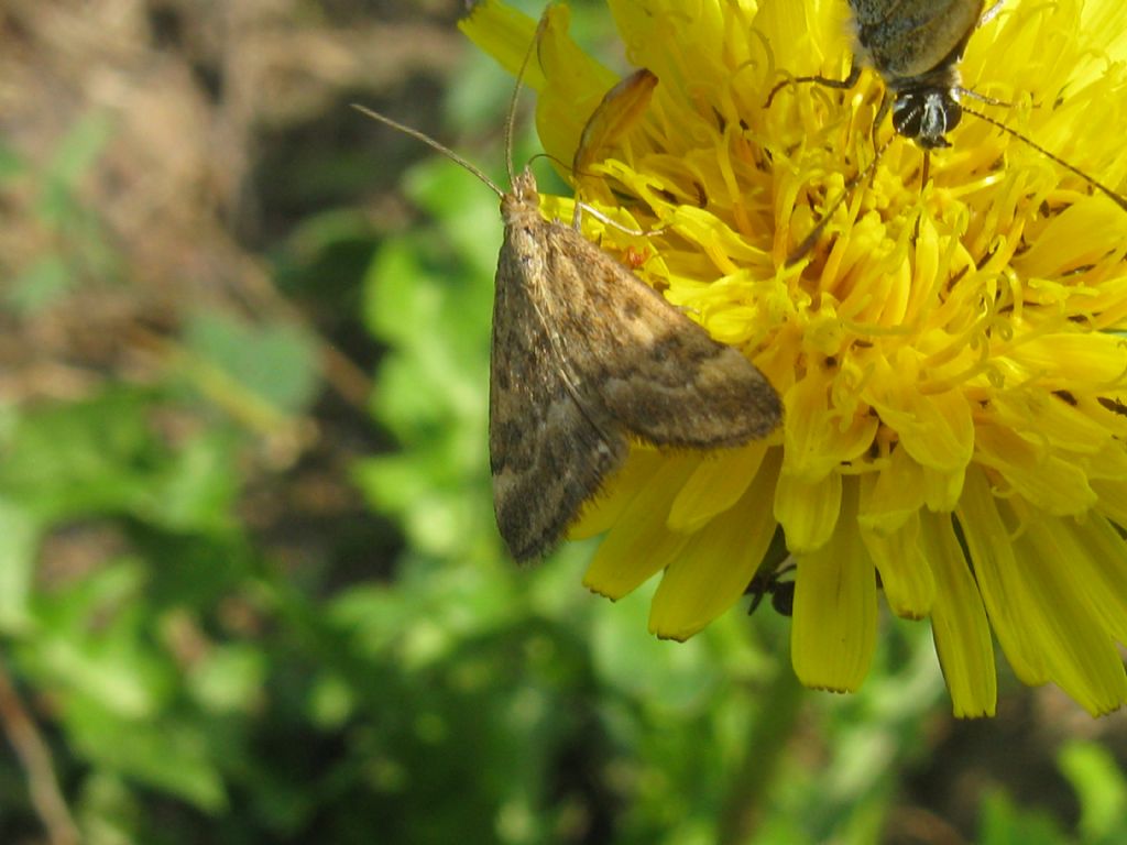 Crambidae: Pyrausta despicata? S