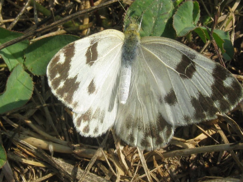 Pontia edusa, Pieridae