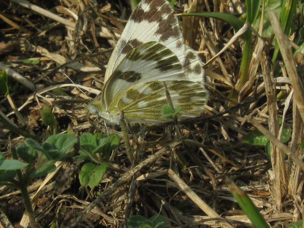 Pontia edusa, Pieridae