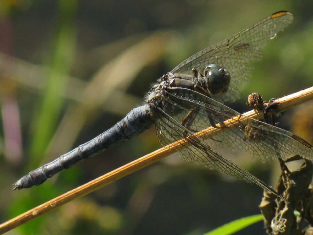 Orthetrum brunneum maschio? no, Orthetrum coerulescens femmina androcroma