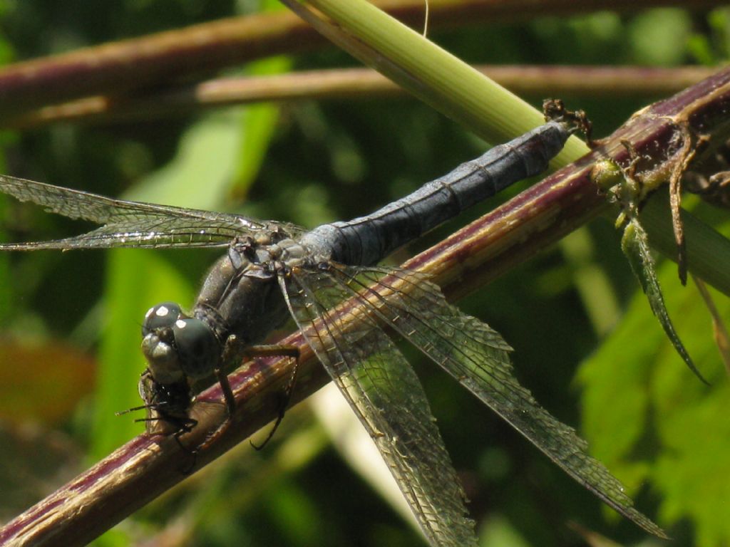 Orthetrum brunneum maschio? no, Orthetrum coerulescens femmina androcroma