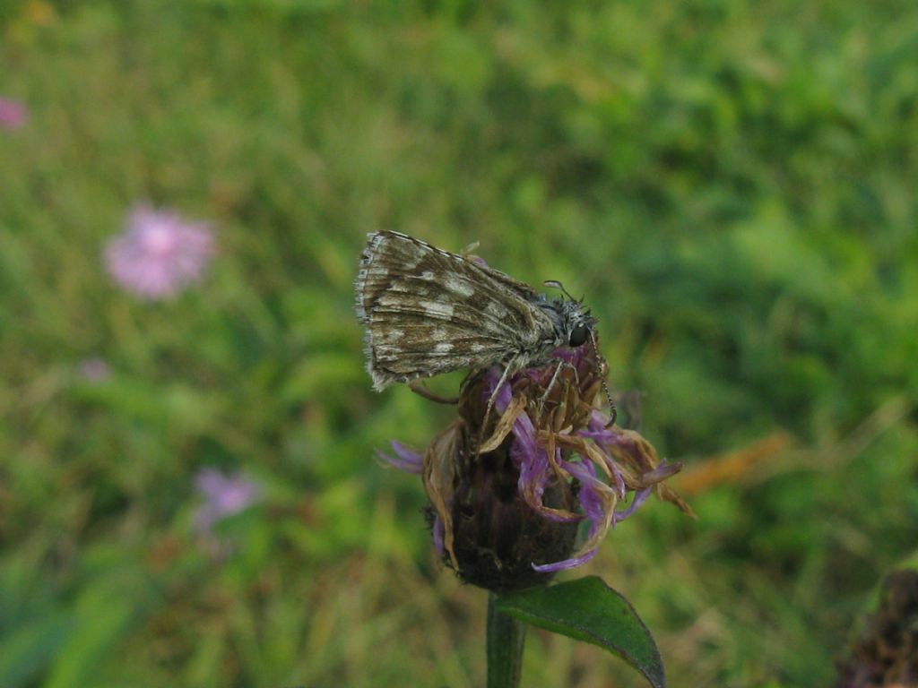 Hesperiidae: Muschampia proto? No, Pyrgus armoricanus, maschio