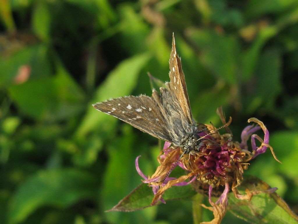 Hesperiidae: Muschampia proto? No, Pyrgus armoricanus, maschio