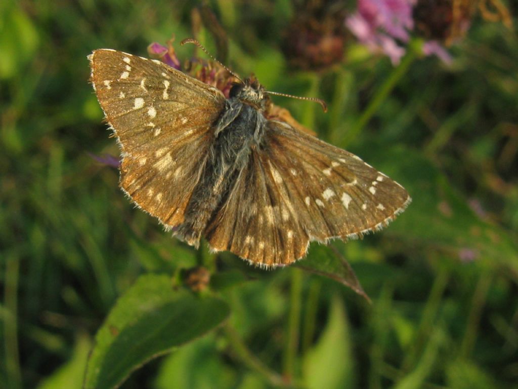 Hesperiidae: Muschampia proto? No, Pyrgus armoricanus, maschio