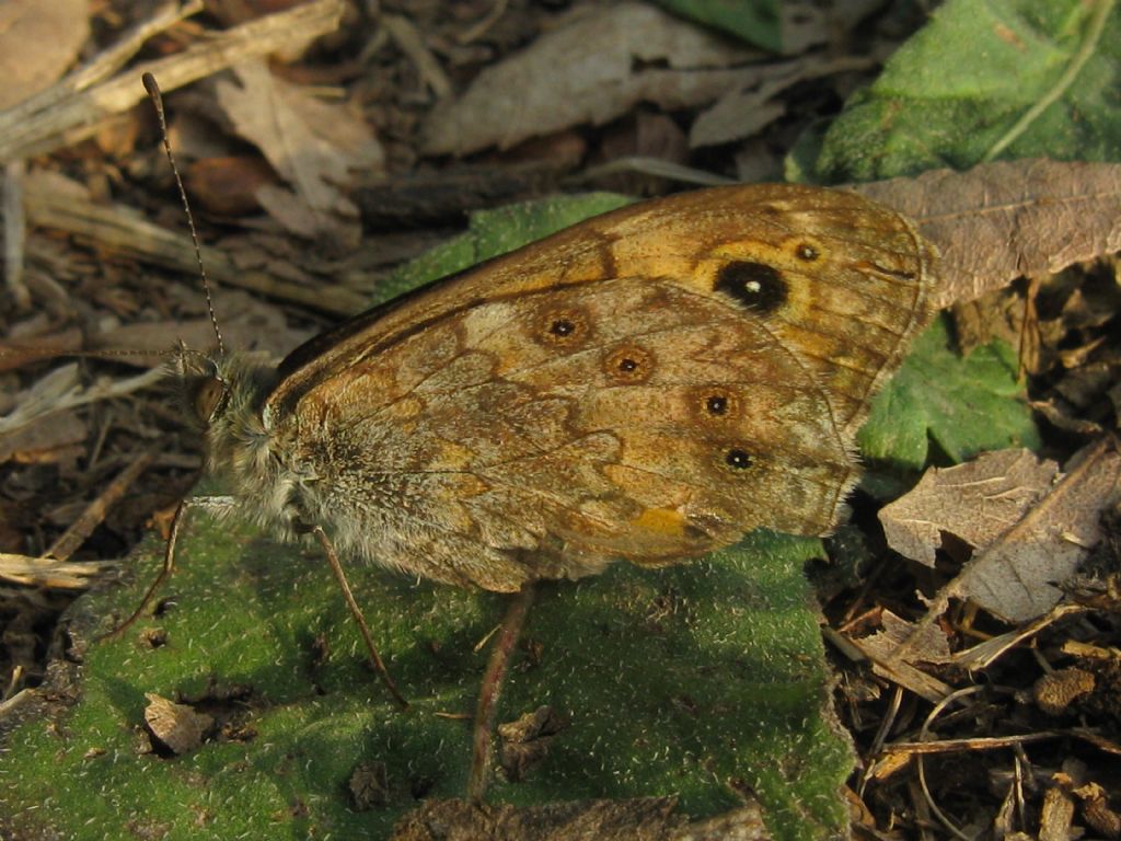 Lasiommata maera M? No, L. megera - Nymphalidae