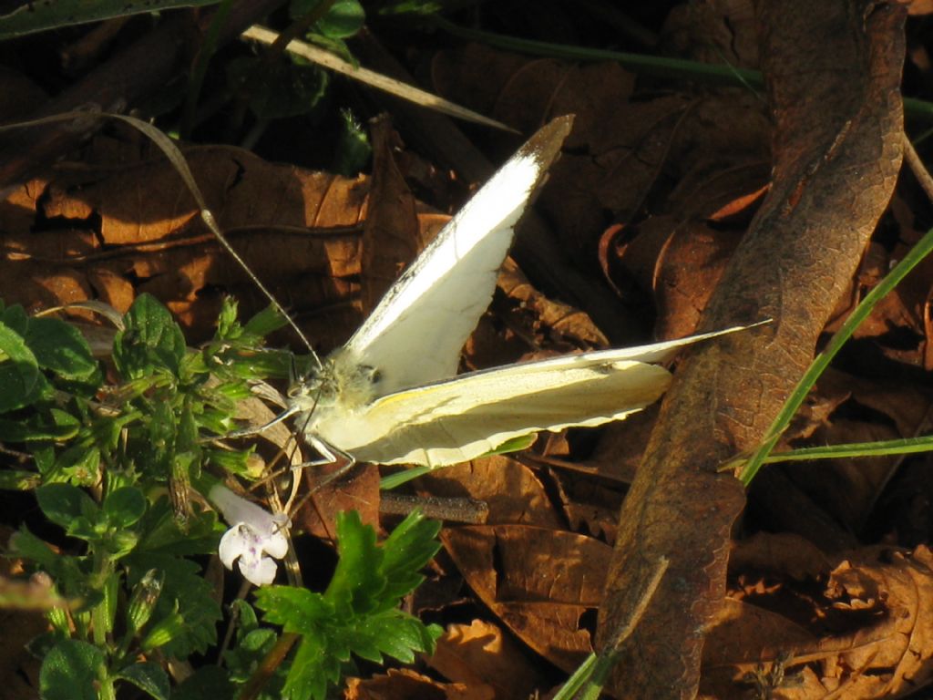 Pieris napi M senza macchia superiore? No, Pieris brassicae maschio