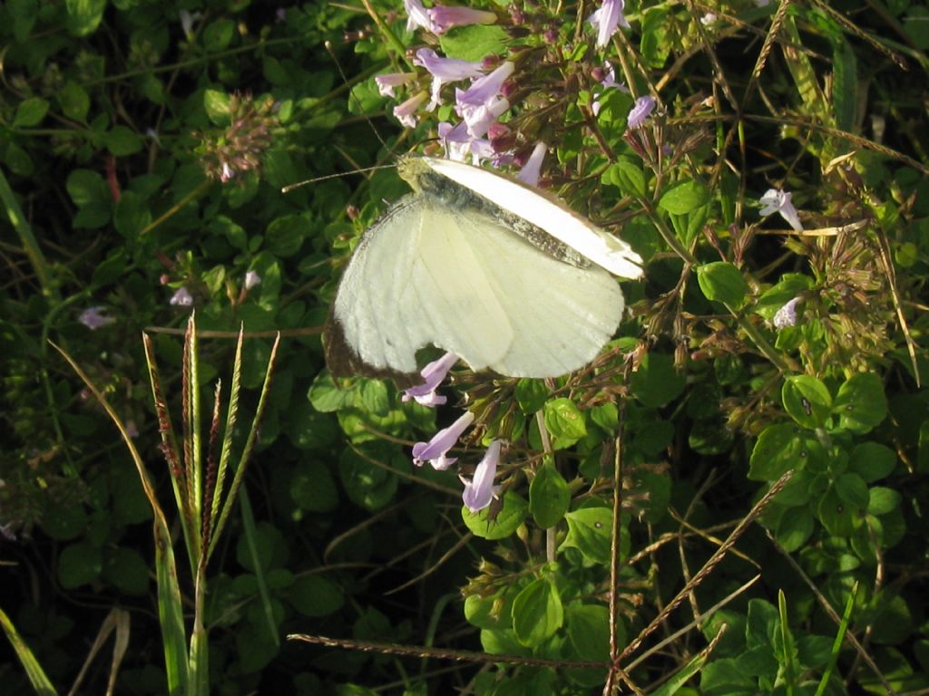 Pieris napi M senza macchia superiore? No, Pieris brassicae maschio