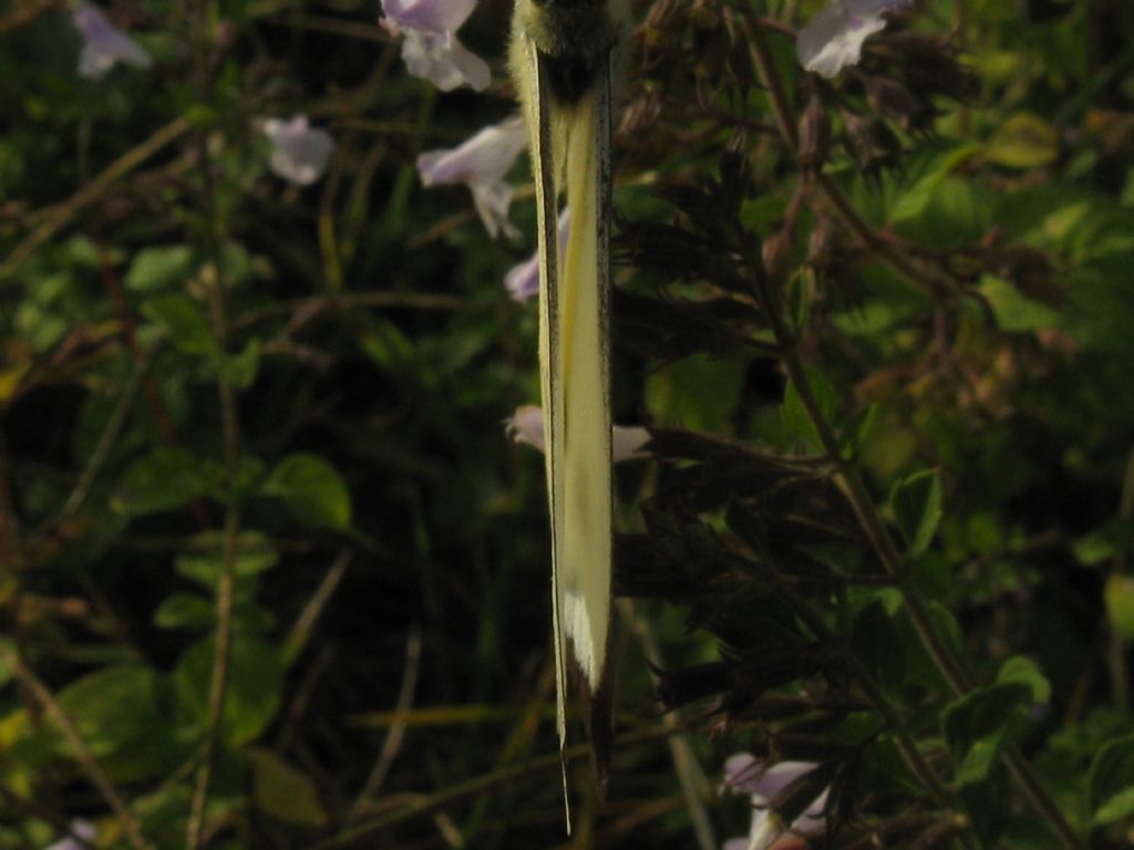 Pieris napi M senza macchia superiore? No, Pieris brassicae maschio