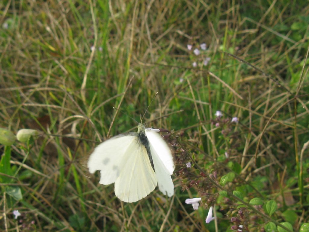 Pieris napi M senza macchia superiore? No, Pieris brassicae maschio