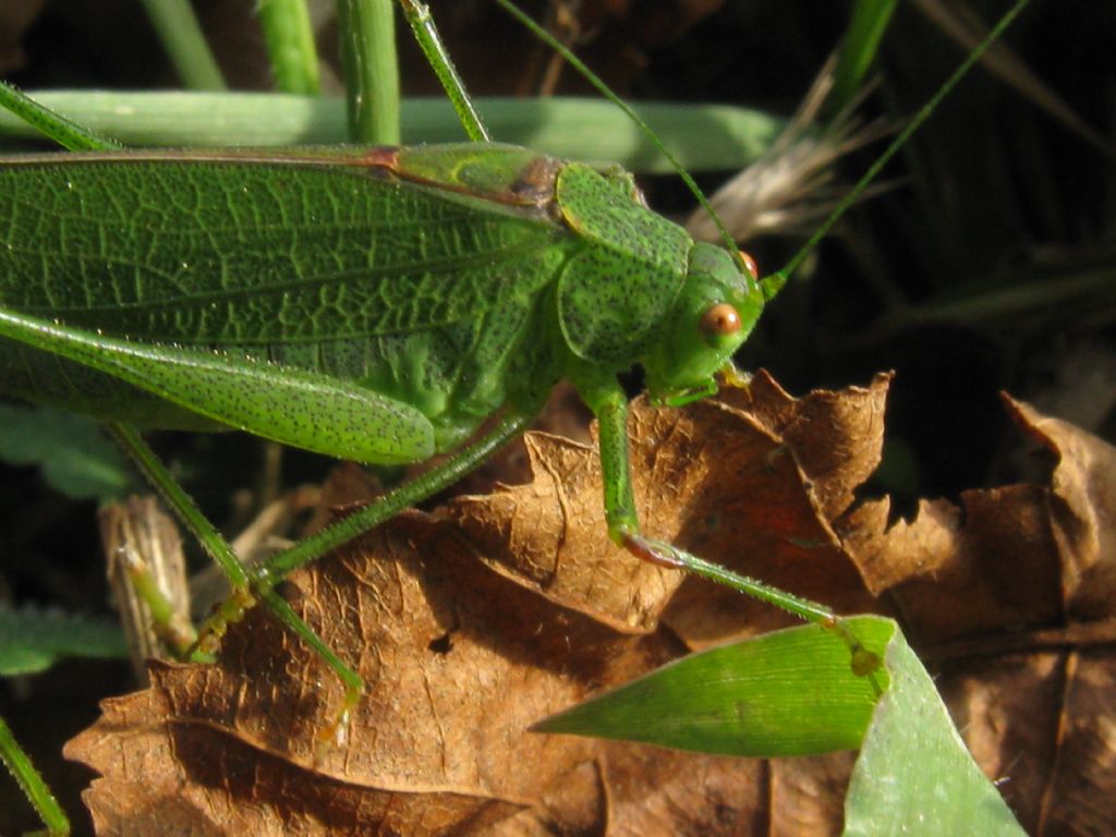 Phaneroptera cfr. nana, maschio