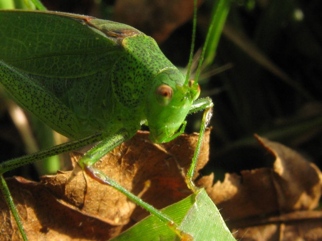 Phaneroptera cfr. nana, maschio