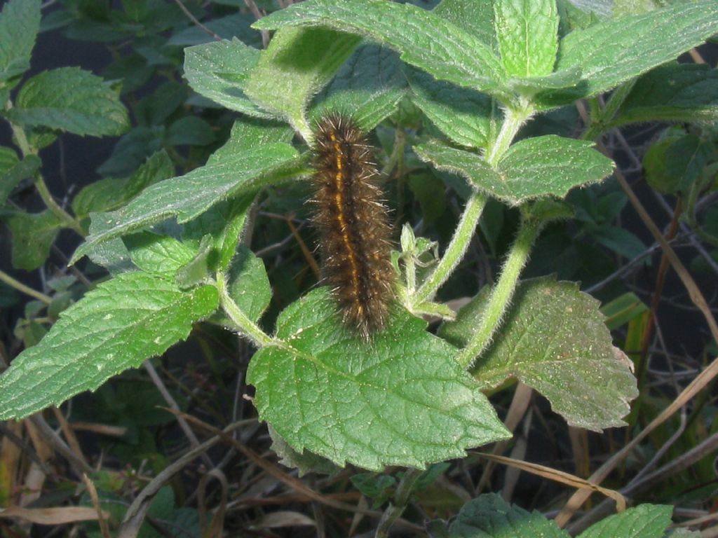 Bruco da identificare: Spilosoma lubricipedum (cfr.) - Erebidae