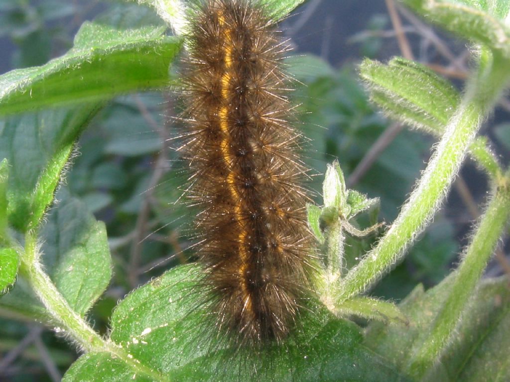 Bruco da identificare: Spilosoma lubricipedum (cfr.) - Erebidae