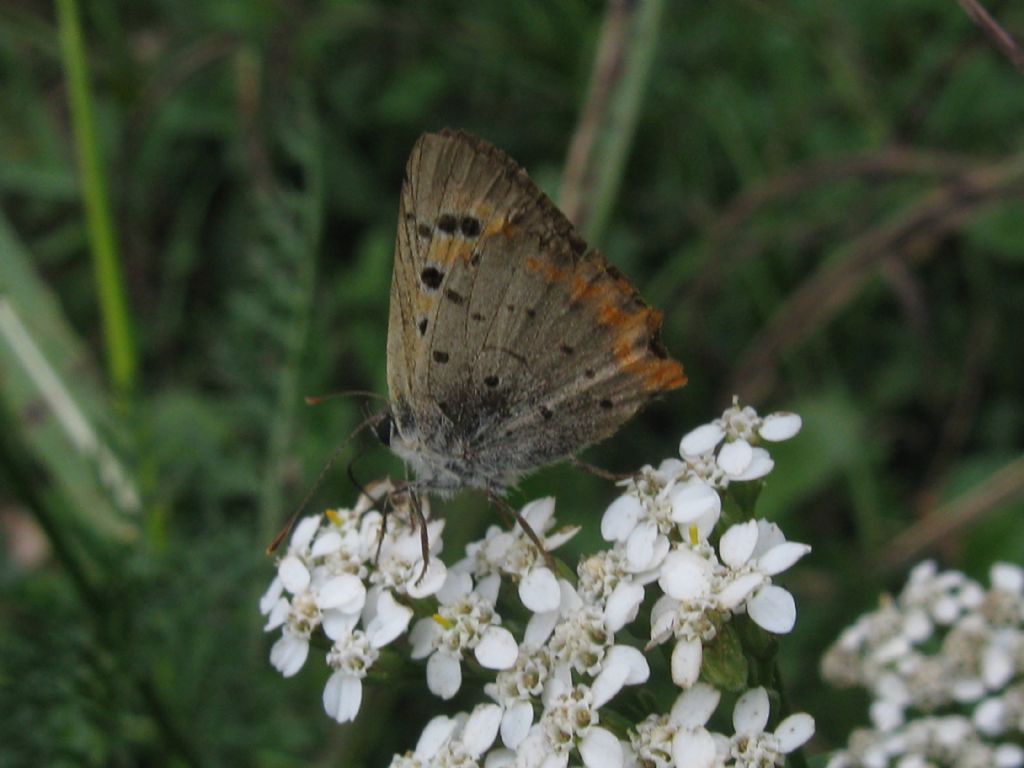 Quale Lycaena?(Candens?)  No, Lycaena phlaeas - Lycaenidae