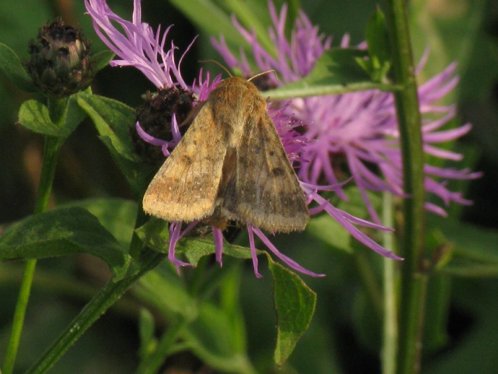 Lepidottero da id: Helicoverpa armigera - Noctuidae