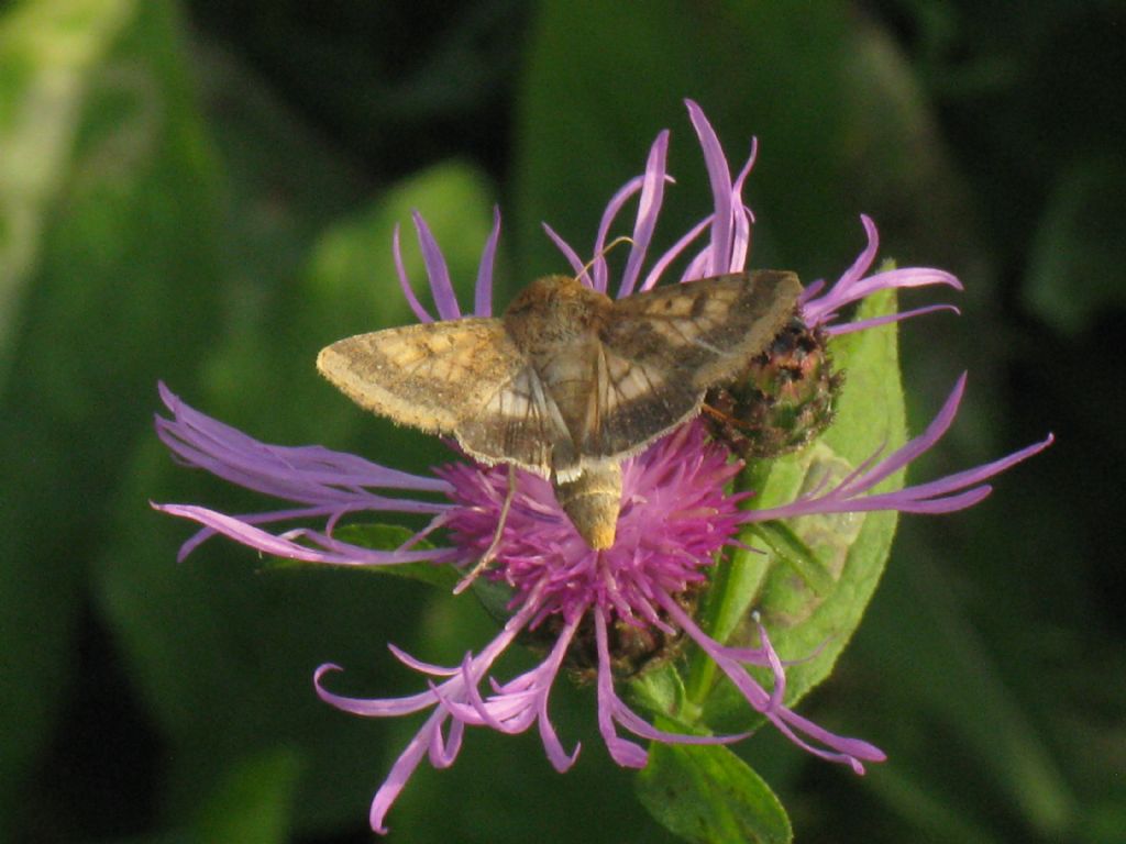 Lepidottero da id: Helicoverpa armigera - Noctuidae