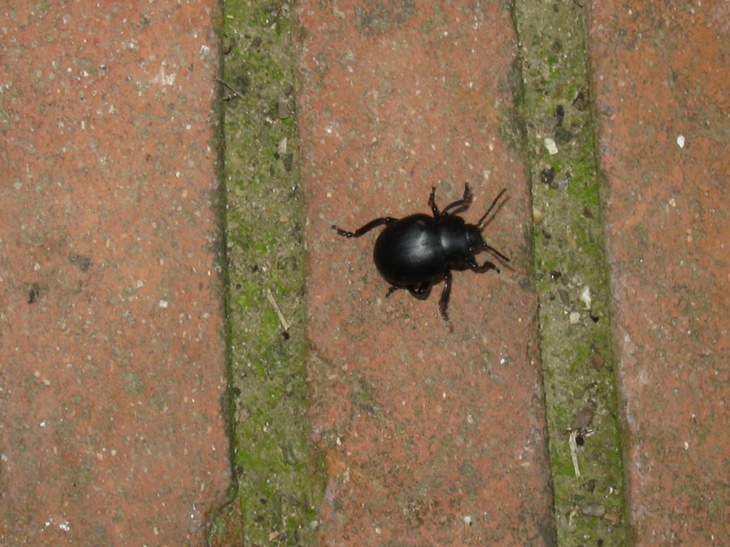 Chrysomelidae: Timarcha cfr. nicaeensis, femmina